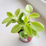 Peperomia Pixie Lime 8,5