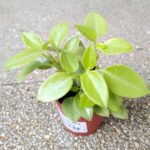 Peperomia Pixie Lime 8,5 - obrazek 3