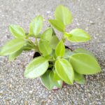 Peperomia Pixie Lime 8,5 - obrazek 6