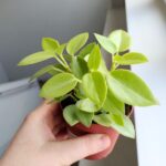 Peperomia Pixie Lime 8,5 - obrazek 4