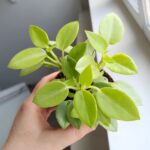 Peperomia Pixie Lime 8,5 - obrazek 8