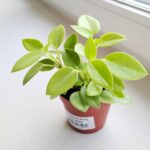 Peperomia Pixie Lime 8,5 - obrazek 2