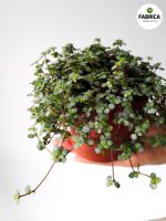 Pilea glaucophylla Greyzy m