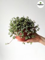 Pilea glaucophylla Greyzy m - obrazek 2