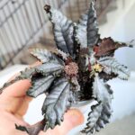 Pilea Hitchcockii - niesamowite liście, rzadka S - obrazek 4