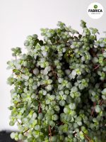 Pilea glaucophylla Greyzy m - obrazek 4
