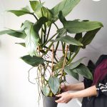 Filodendron / Philodendron Silver Queen