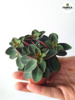peperomia