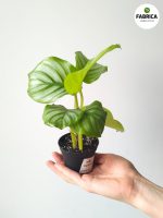 Calathea Orbifolia S - obrazek 3