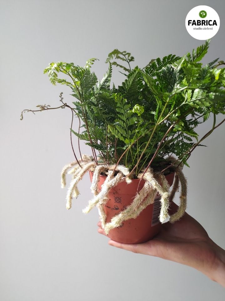 Davallia / Humata tyermannii - ciekawa paproć pająk