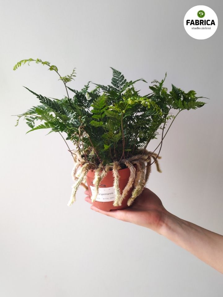 Davallia / Humata tyermannii - ciekawa paproć pająk