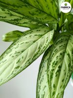 aglaonema silver queen (4)