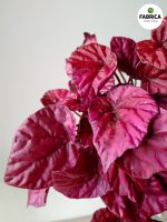 begonia inca flame (2)