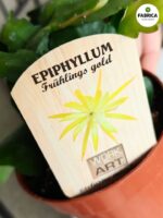 Epiphyllum fruhlings Gold DUŻE L - obrazek 2