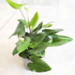 Hemionitis arifolia / Nagółka jarzębolistna / Paproć liście serduszkowe M