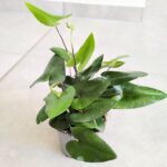 Hemionitis arifolia / Nagółka jarzębolistna / Paproć liście serduszkowe M - obrazek 9