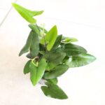 Hemionitis arifolia / Nagółka jarzębolistna / Paproć liście serduszkowe M - obrazek 8