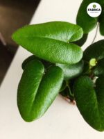 Hemionitis arifolia / Nagółka jarzębolistna / Paproć liście serduszkowe S - obrazek 7