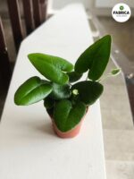 Hemionitis arifolia / Nagółka jarzębolistna / Paproć liście serduszkowe S - obrazek 10