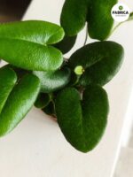Hemionitis arifolia / Nagółka jarzębolistna / Paproć liście serduszkowe S - obrazek 8