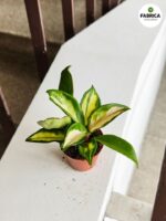 Hoya / Hoja Carnosa Tricolor S - obrazek 4