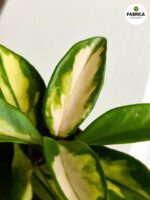 Hoya / Hoja Carnosa Tricolor S - obrazek 7