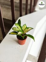 Hoya / Hoja Carnosa Tricolor S - obrazek 6