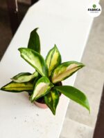 Hoya / Hoja Carnosa Tricolor S