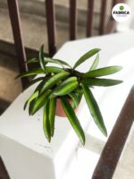 Hoja China Beans / Hoya wayeti - obrazek 4