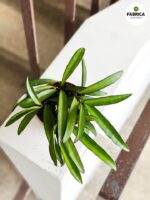 Hoja China Beans / Hoya wayeti - obrazek 7