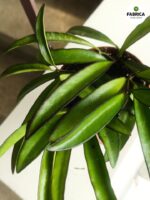 Hoja China Beans / Hoya wayeti - obrazek 6