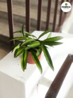Hoja China Beans / Hoya wayeti - obrazek 5