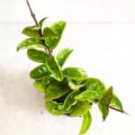 Hoya/ Hoja carnosa Krinkle