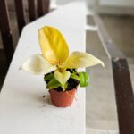 Filodendron / Philodendron Melinonii Gold