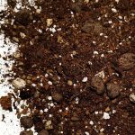 Podłoże do Caladium / Kaladium, Colocasia