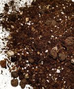 Podłoże do Caladium / Kaladium, Colocasia