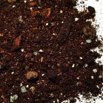 Podłoże do Dieffenbachia / Difenbachia