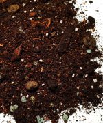 Podłoże do Dieffenbachia / Difenbachia