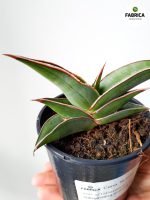 sansevieria almond silver