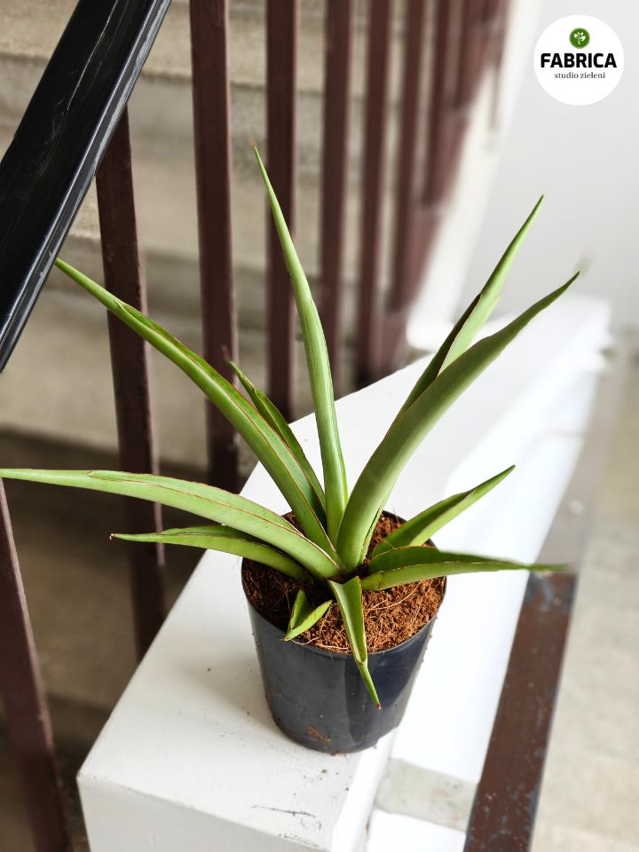 sansevieria silver syreni (2)