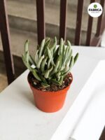 Starzec / Senecio Pyramidatus - sukulent - obrazek 2