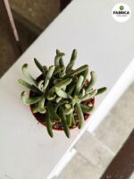 Starzec / Senecio Pyramidatus - sukulent - obrazek 4