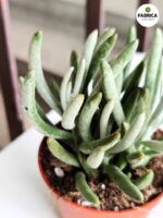 Starzec / Senecio Pyramidatus - sukulent