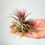 tillandsia (3)