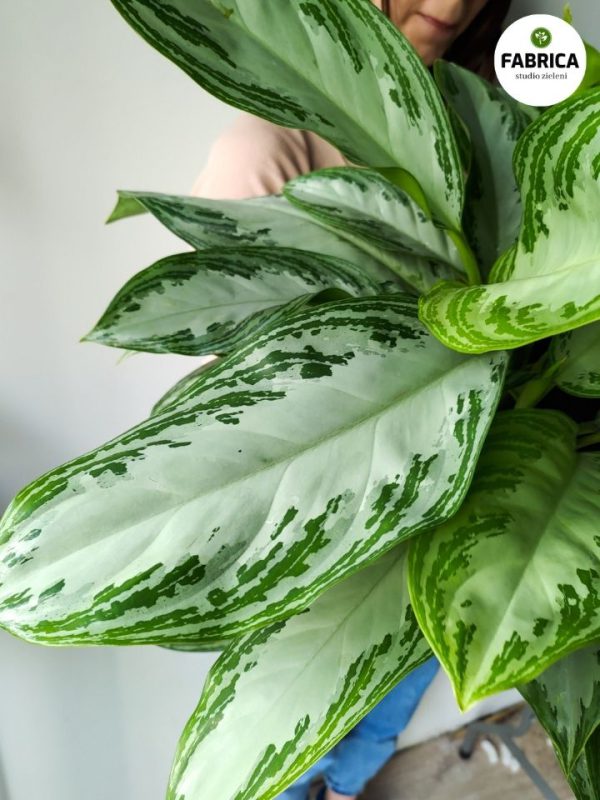 Silver Bay Point Raspberry Aglaonema Silver Bay - oryginalne rośliny do Twojego domu