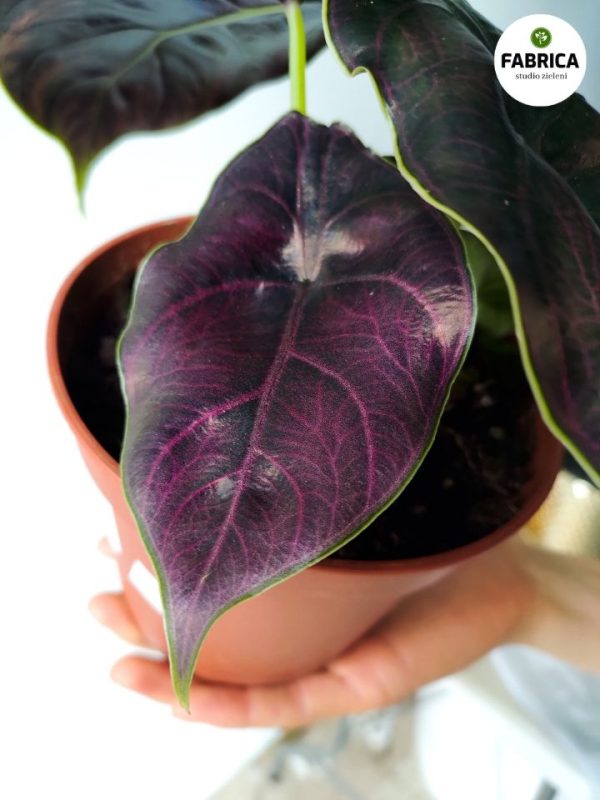 alocasia azlani