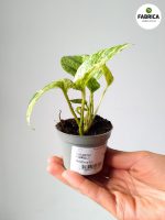 Epipremnum pinnatum 'Marble Queen' S - obrazek 2