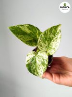 epipremnum marble queen (9)