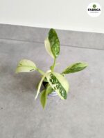 Philodendron Jose Buono - obrazek 2