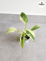 Philodendron Jose Buono - obrazek 5